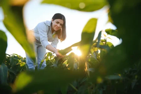 female-farmer-agronomist-examining-green-soybean-plants-field